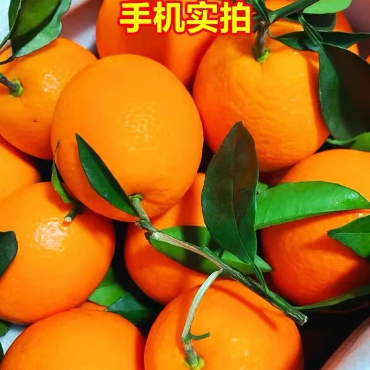 囤货拍套袋耐储存赣南脐橙/10斤/20斤/