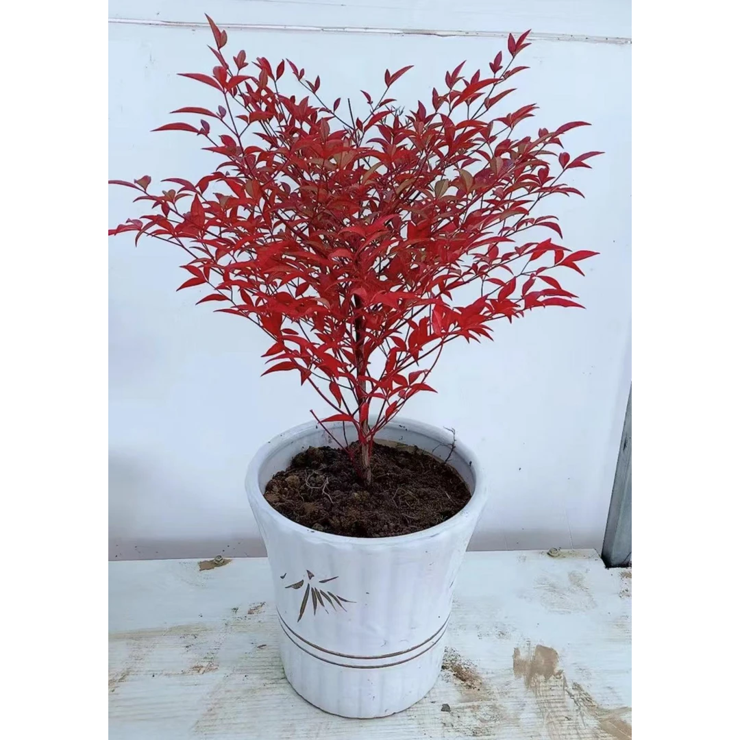 南天竹盆景室内高档绿植庭院造景中式植物组合盆栽
