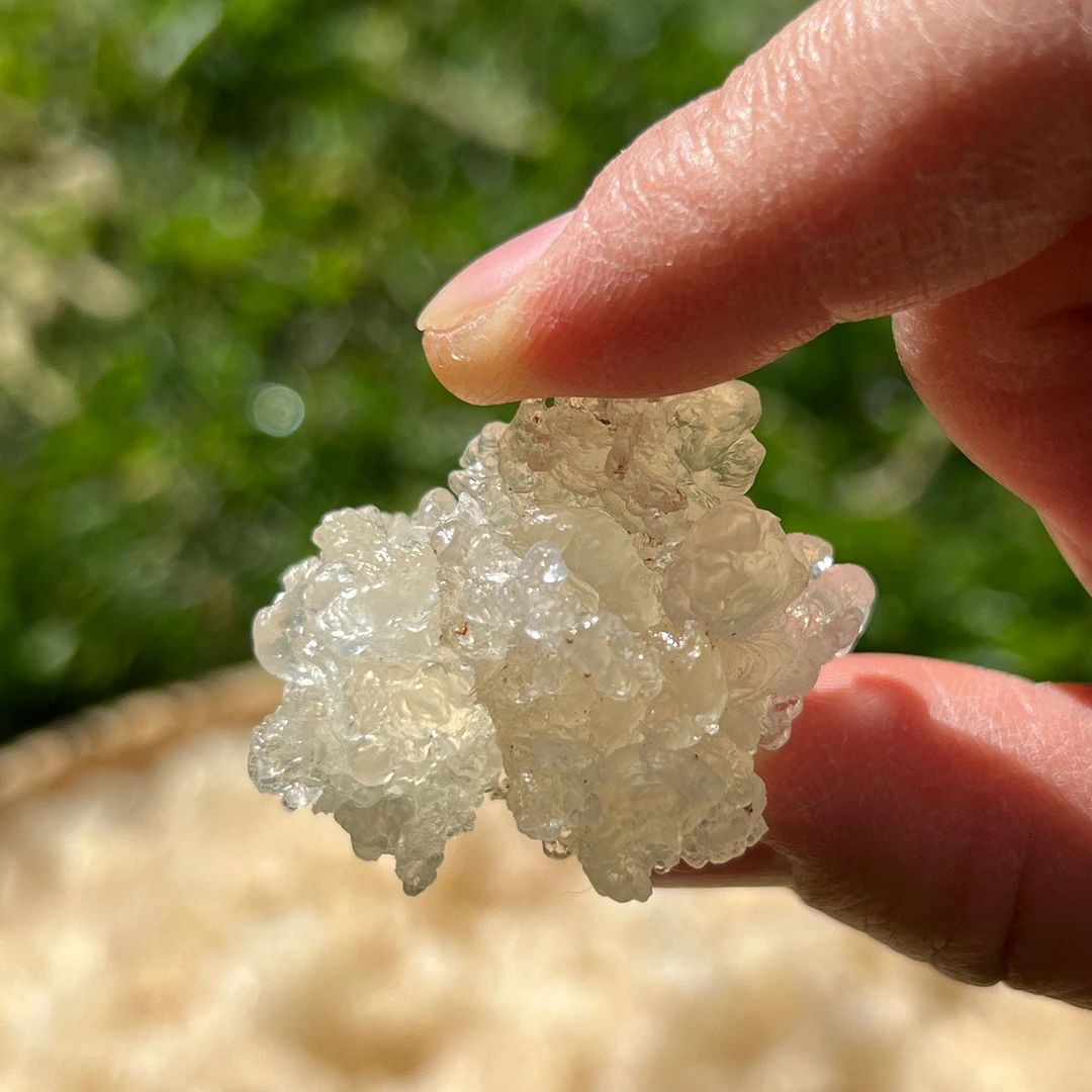 拉丝雪燕植物食用高泡发炖煮糖水云南产地发货