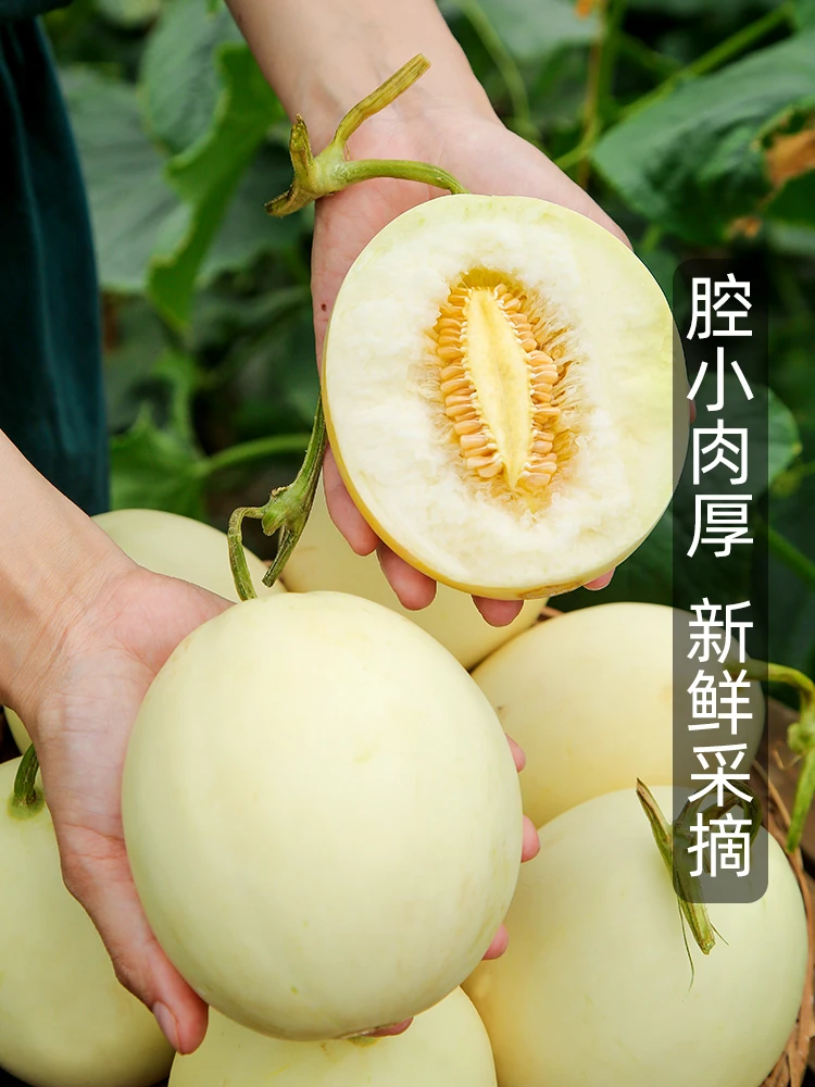 陕西阎良甜瓜带箱3斤装   头茬尝鲜现摘现发香甜美味口感甘甜IKK