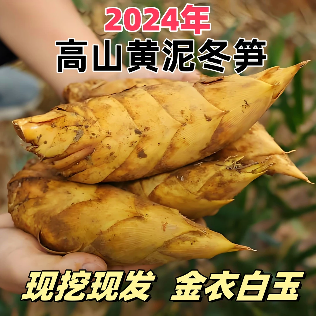 2024年高山黄泥新鲜冬笋现挖现发非种植冬笋竹笋不柴不涩脆甜爽口