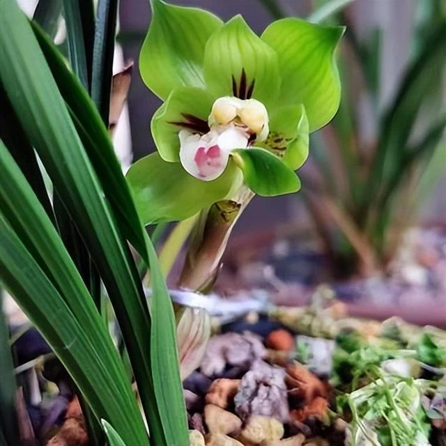 云南高原绿兰艺草（一物一拍）