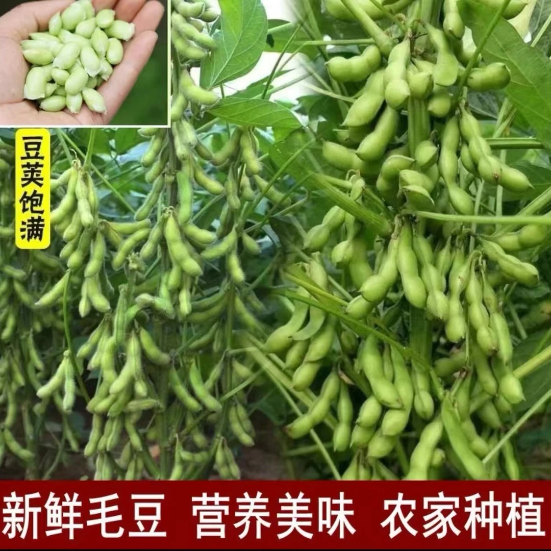 农家自种 现摘现发 带壳新鲜毛豆