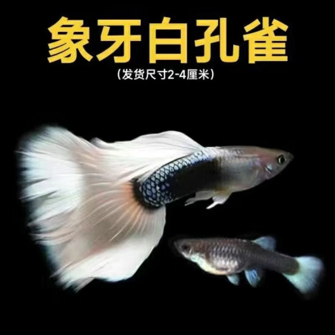 纯种象牙白孔雀鱼凤尾鱼小型热带观赏鱼胎生鱼繁殖力强好养耐活