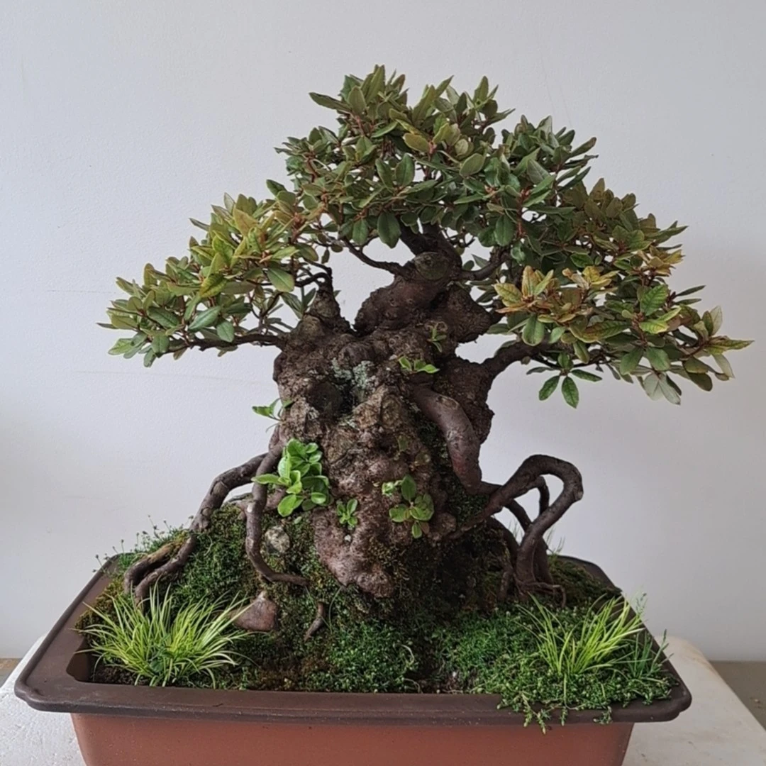 昭通刘可盆景栽基地直播盆栽漏中漏观花观叶四季耐旱，喜欢高度