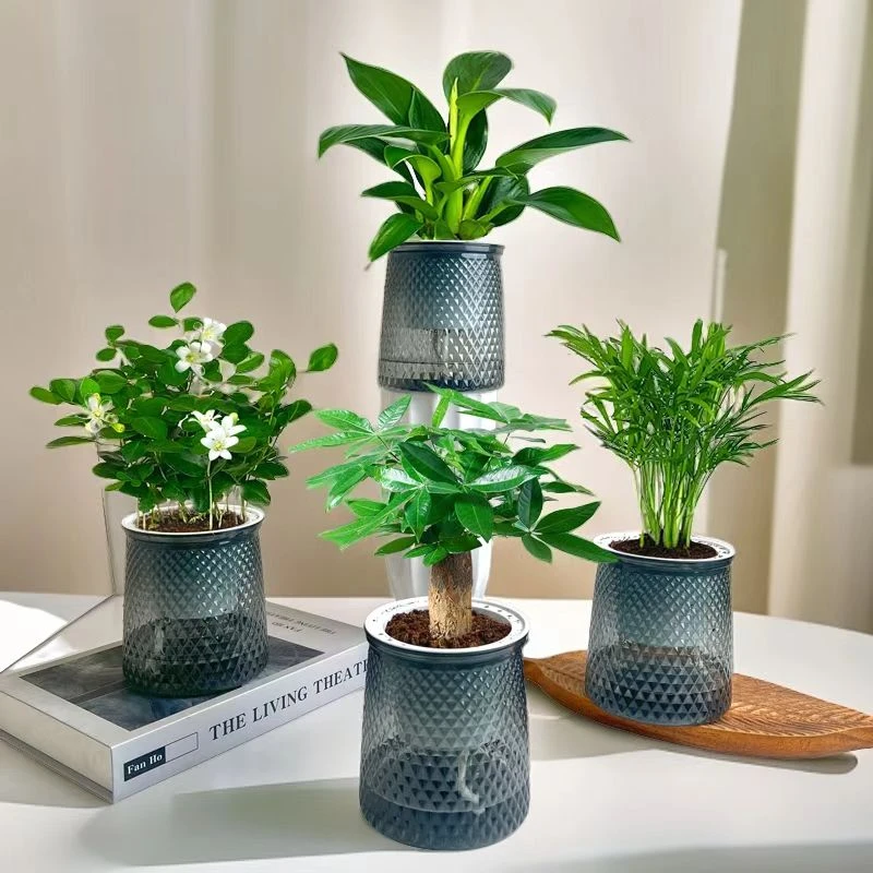 【水培绿植四件套】发财树九里香栀子花桌面植物小盆栽办公桌绿植