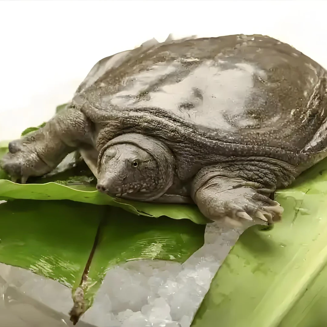 外塘老鱼包邮包活不满意可退