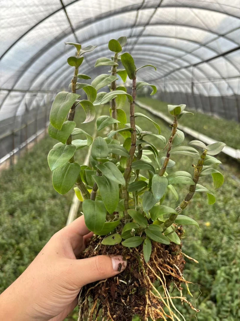 【两年苗】铁皮石斛苗盆栽绿植花卉种植木桩兰花吊兰可食用开花吃