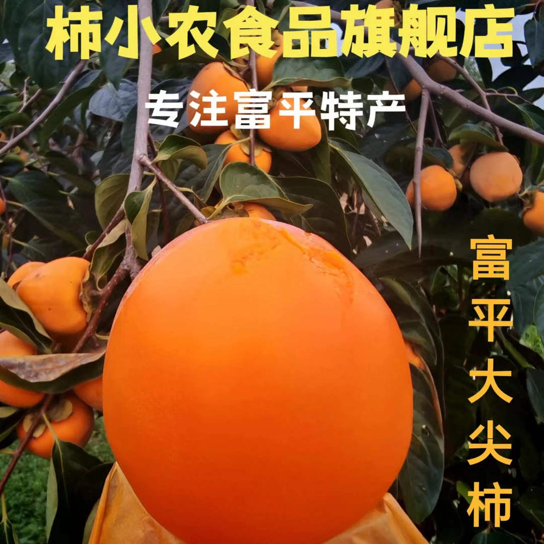 2024年应季新鲜正宗富平尖柿软甜12个/16个【放软食用】