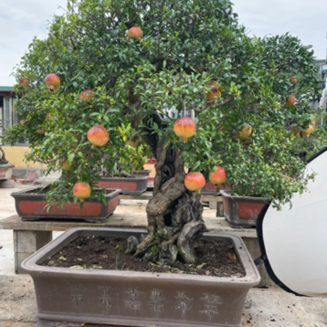 枣庄峄城大红袍金弹子黄栌石楠花桃金娘枸骨树吉祥树盆景舍利子