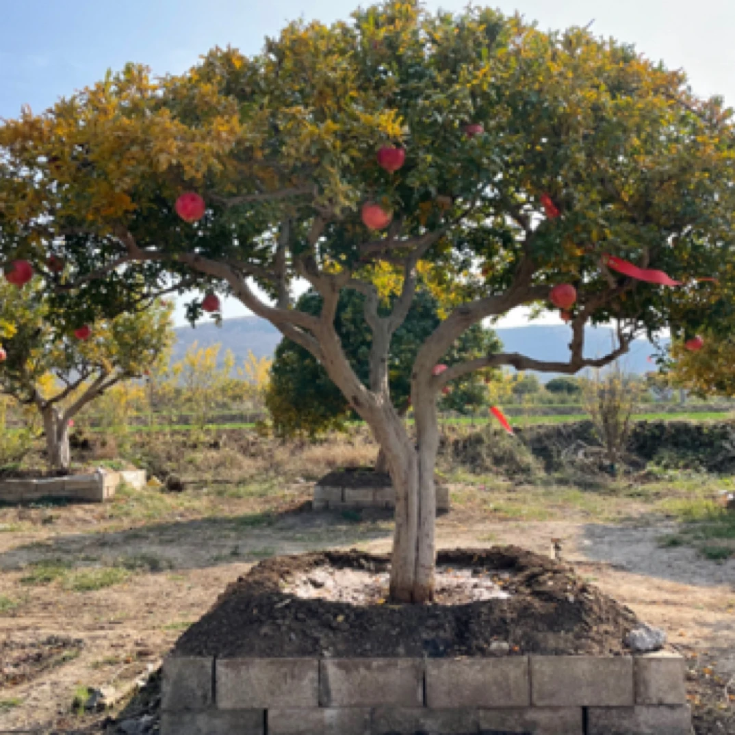 枣庄大红袍夹竹桃吉祥树盆景石榴树大树苗