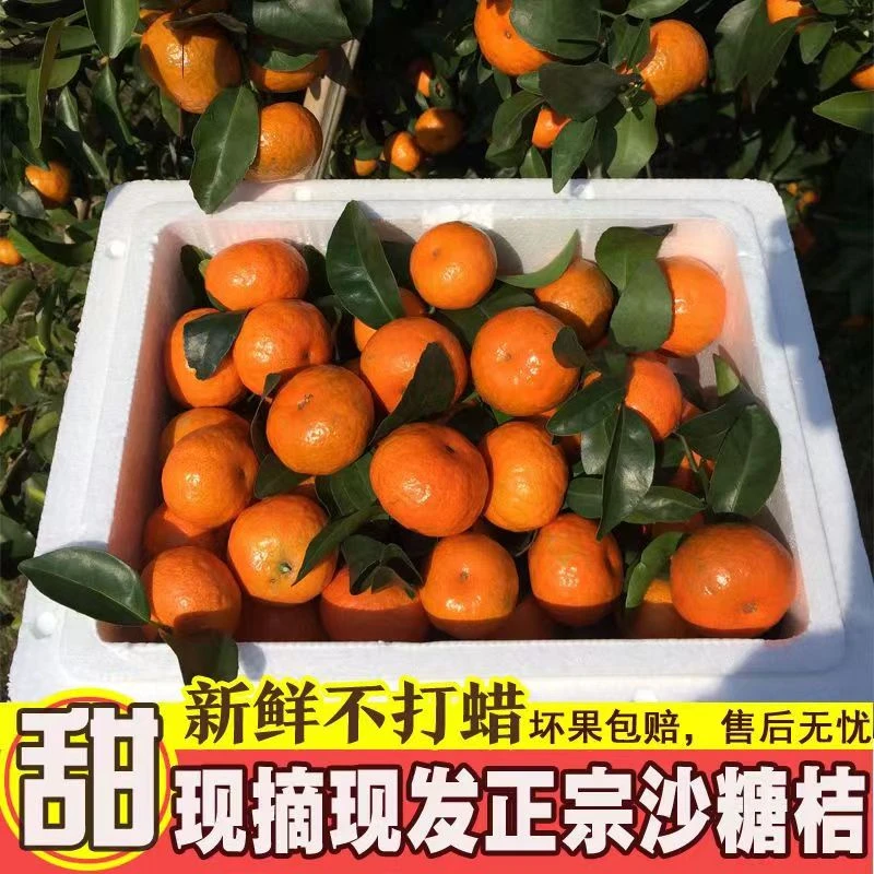 正宗沙糖桔水果广西小橘子批发