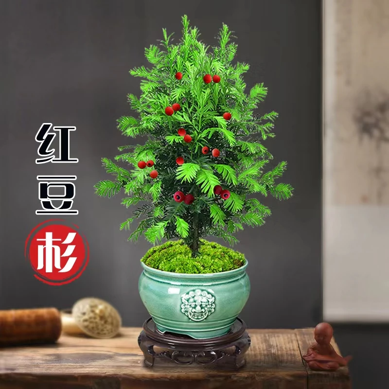 稀有品种红豆杉盆景今年结果植物室内桌面好养净化空气盆景办公室