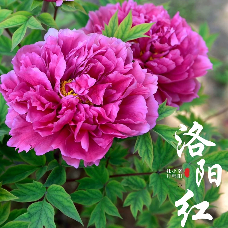 【洛阳红】紫红色好养护分枝高老盆精品牡丹富贵洛阳基地原土原盆发