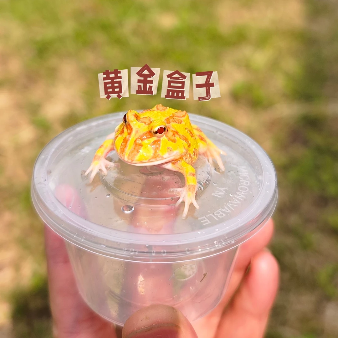 蛙盒子3cm过滤强力调节除氯套餐套餐