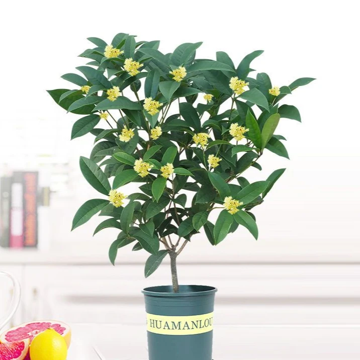 【桂花苗+加仑盆+肥料】四季桂花树苗冬季叶子发黄属于正常