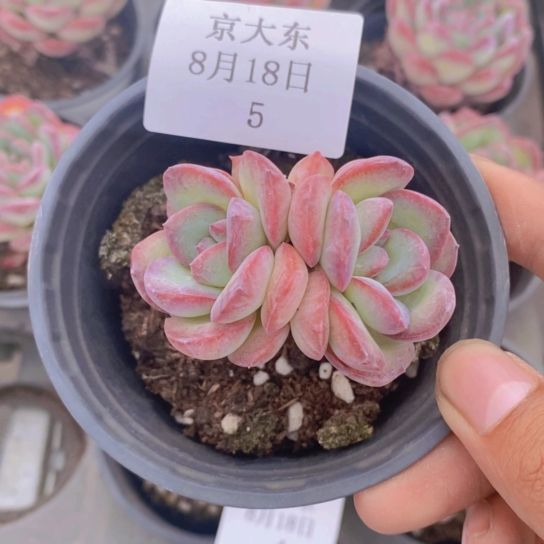 005号雪夜王子一颗专拍