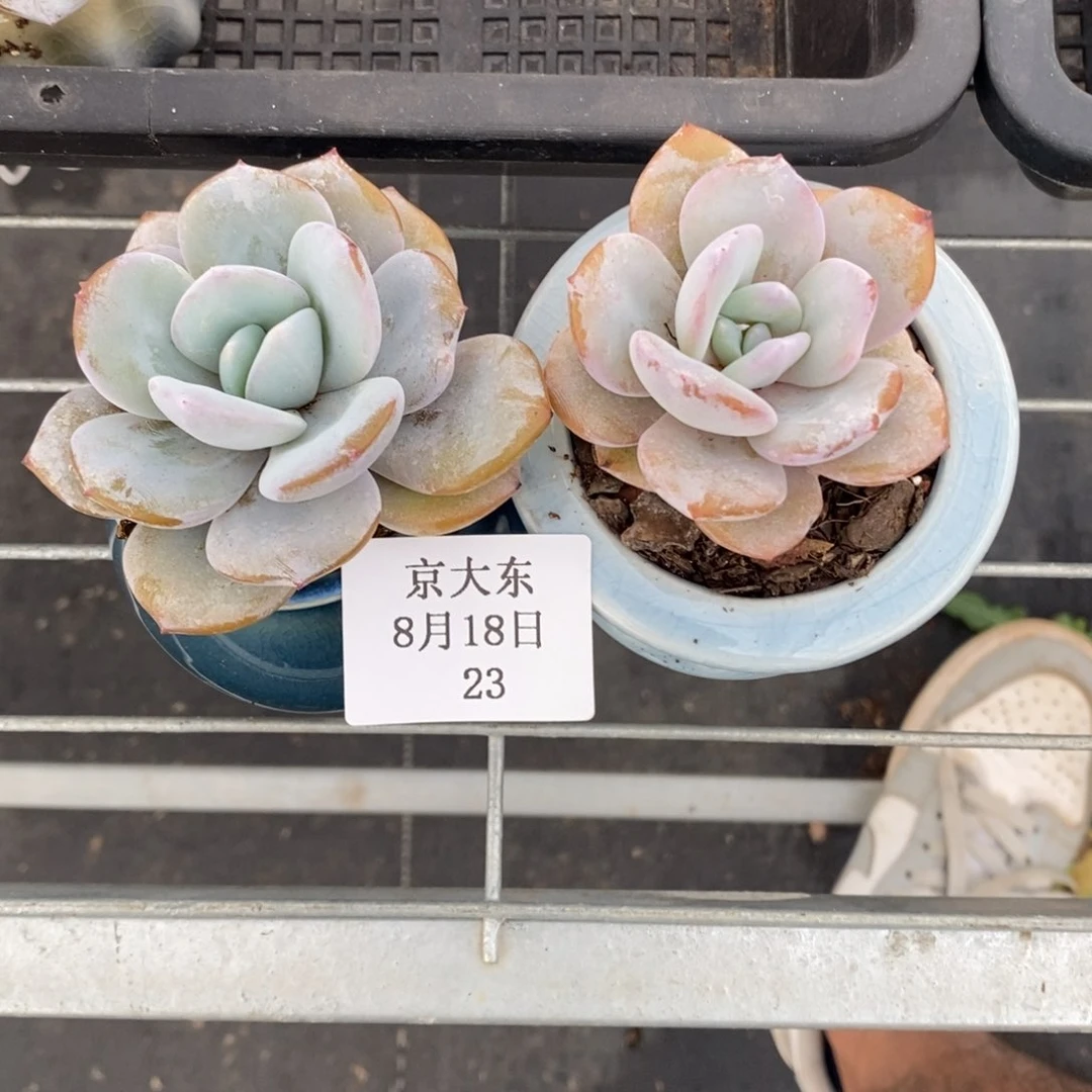 023奶茶两颗不带盆