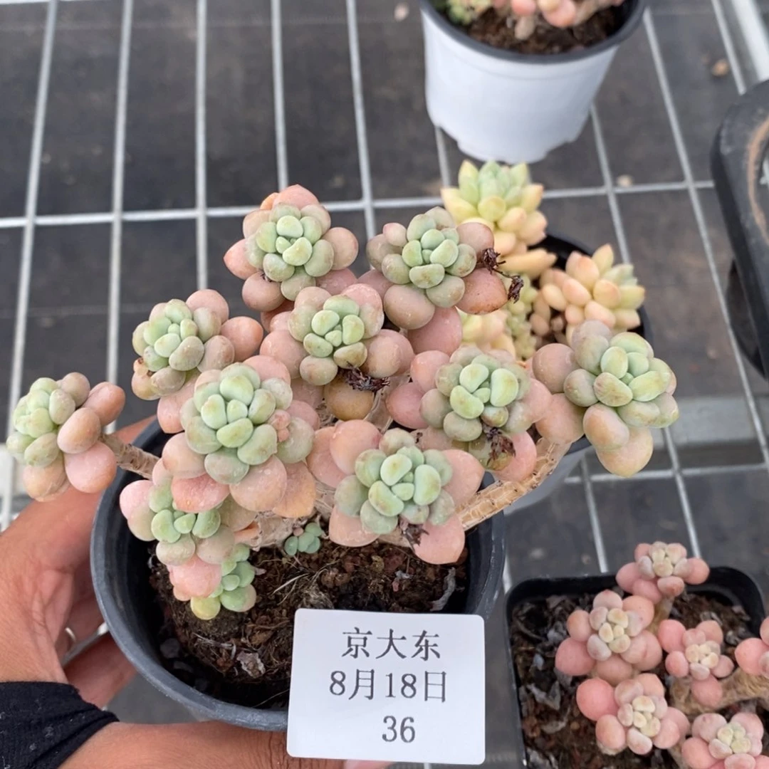 036号洛可可一颗专拍