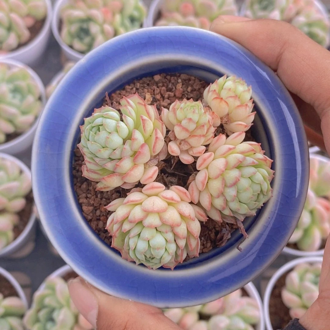 防下架勿拍宝宝们
