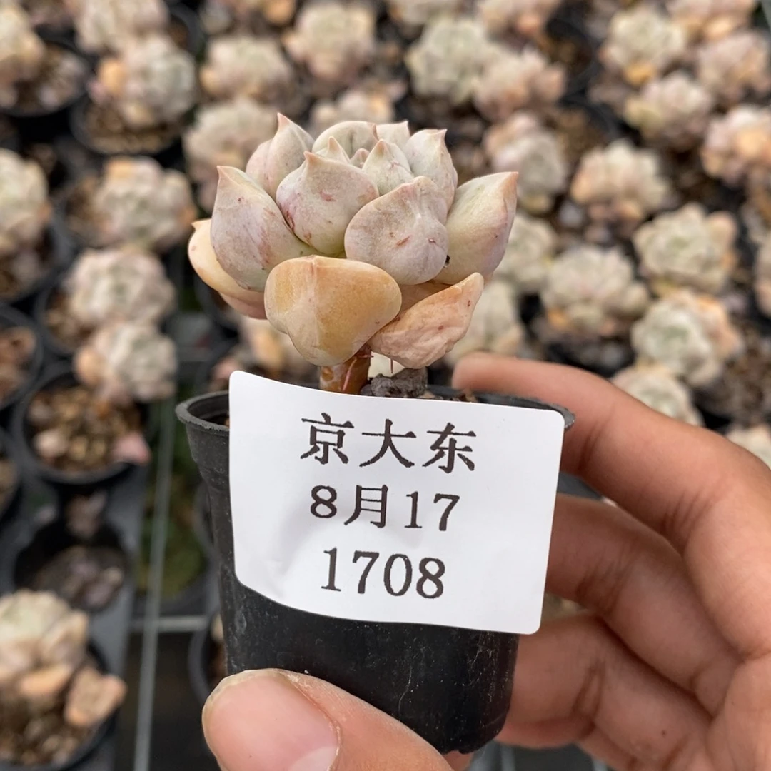 1708超奶四颗 组合