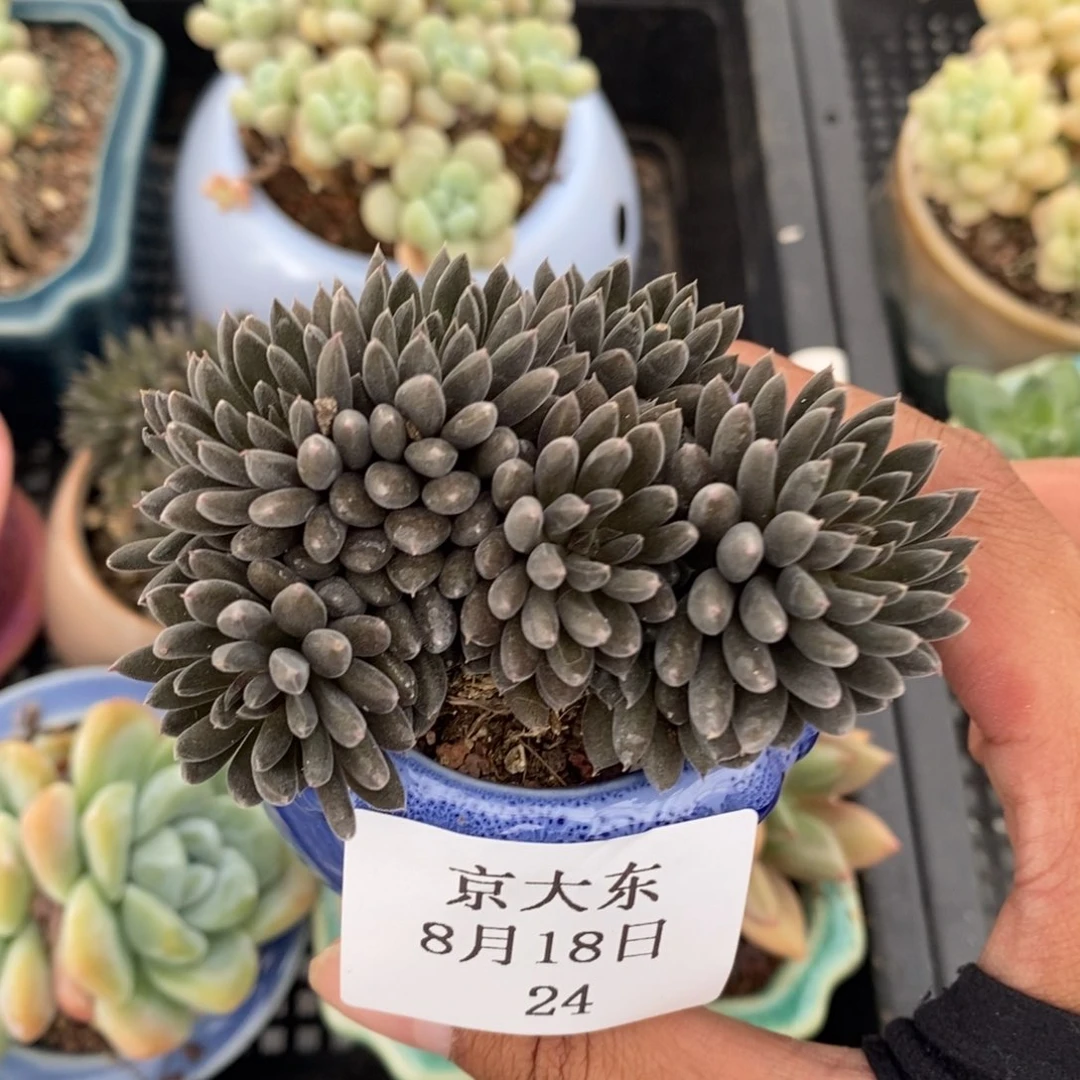 024滇石莲一颗带盆