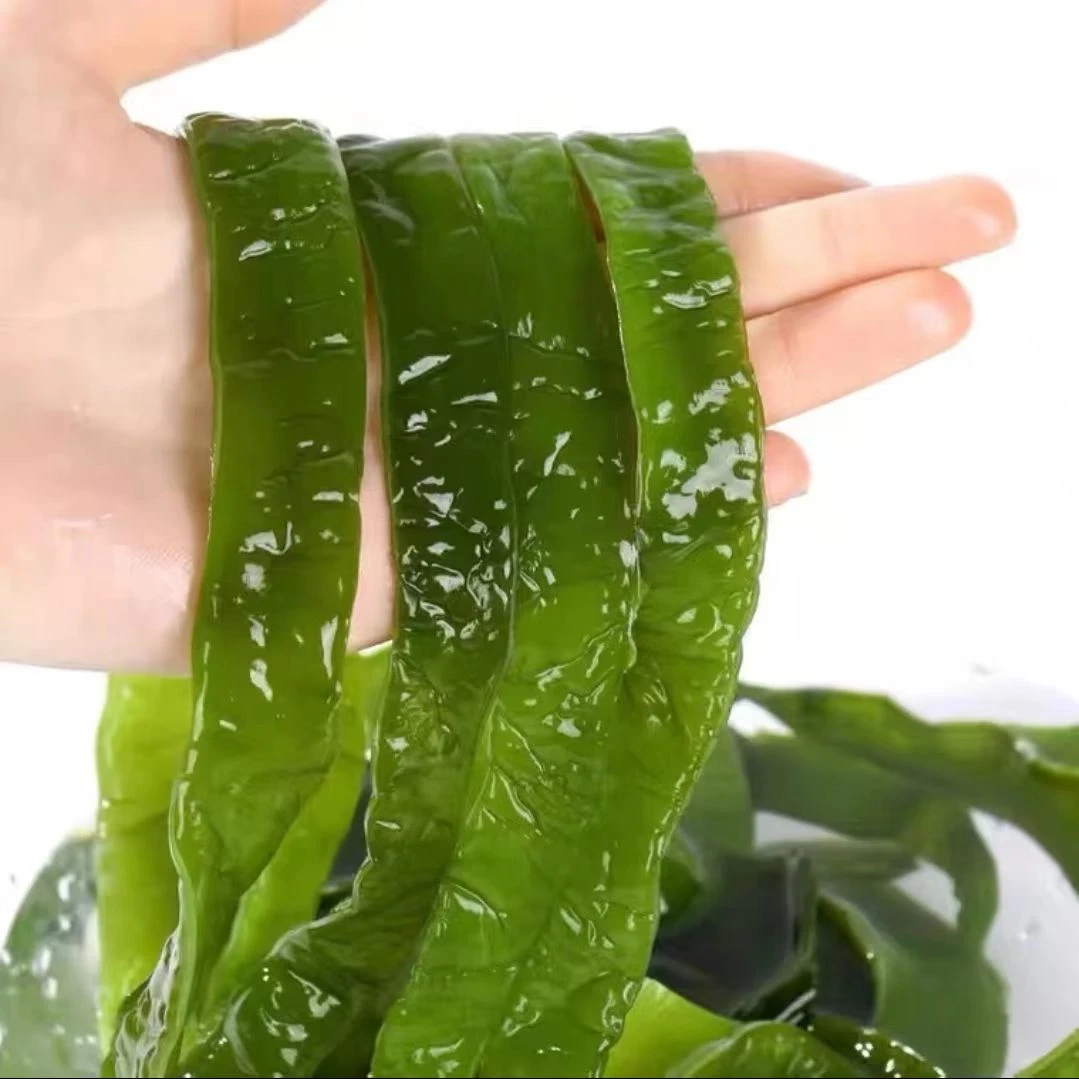 大连新鲜优质翠绿凉拌盐渍海白菜裙带菜梗条5斤/箱美味