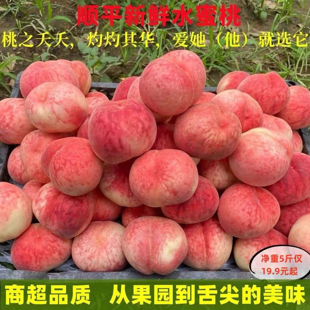 【京东到家】顺平大桃正宗水蜜桃现货绿化九桃毛桃脆桃新鲜现摘应季