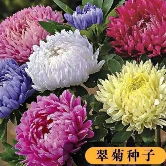 【新疆包邮】600粒种子 四季糖果菊花矮翠菊种子大花太阳花种籽花籽