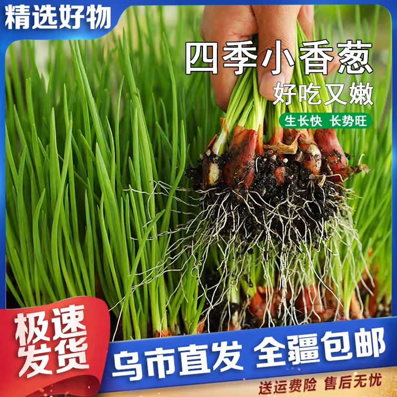 【新疆包邮】3包9.9 四季小香葱种子盆栽小葱蔬菜种子四季播种庭院