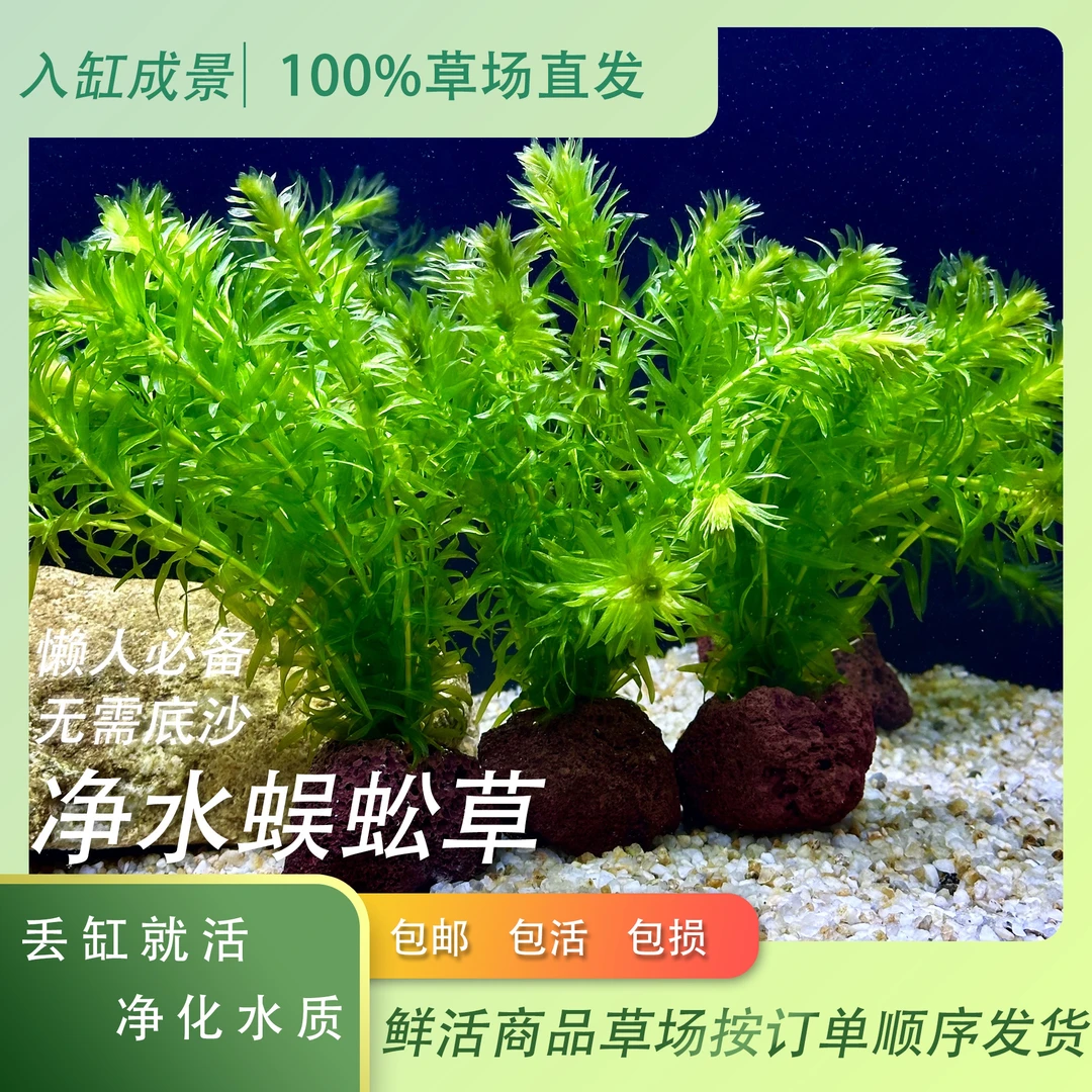 蜈蚣草鱼缸水草阴性草