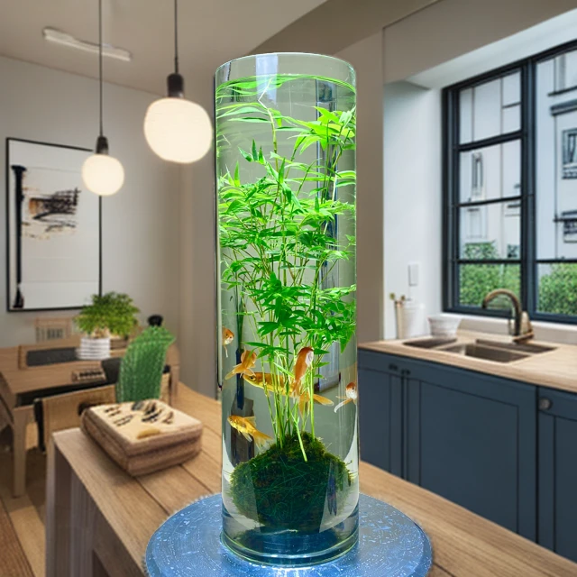 水培绿植苔藓球观音竹盆景室内玄关耐寒好养竹子四季常青室内绿植