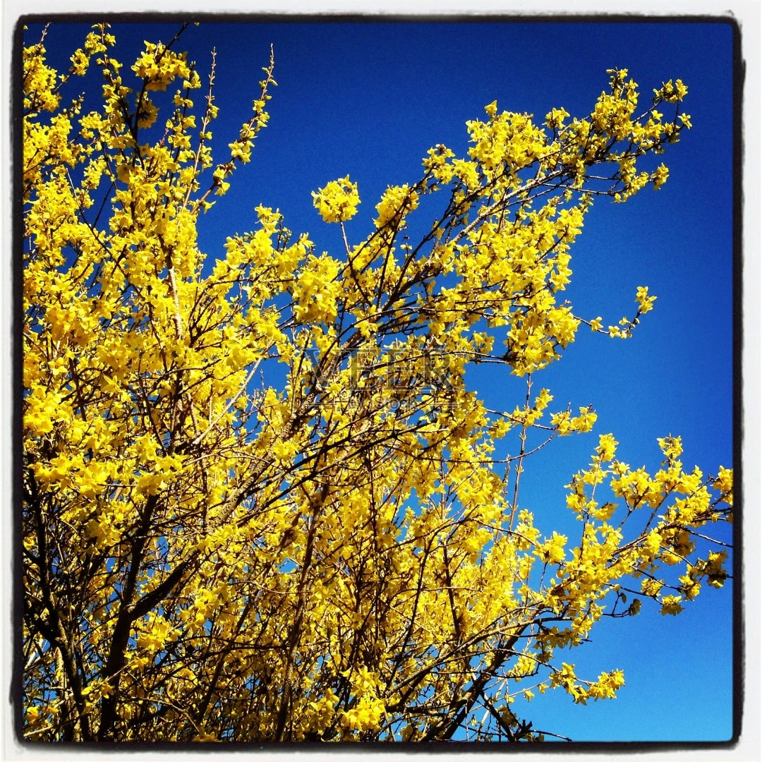 黄老虎连翘苗庭院绿化花卉植物迎春花苗金钟罩连翘树苗