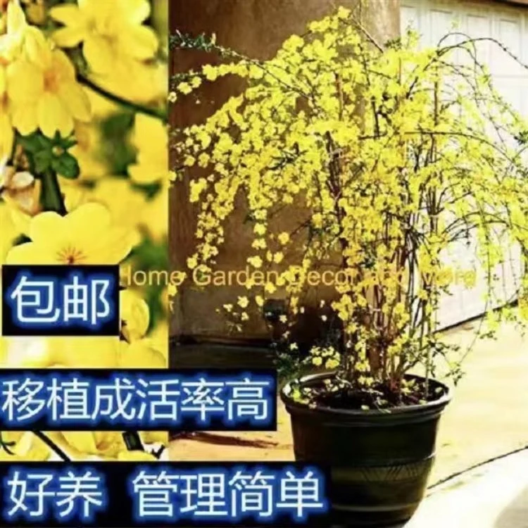 迎春花棒棒糖造型垂吊设计室内外盆栽花卉庭院绿化植物连翘