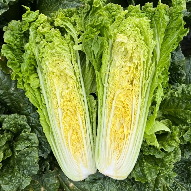 青麻叶（青口白菜）贵州威宁高海拔天然蔬菜坏了烂了包赔