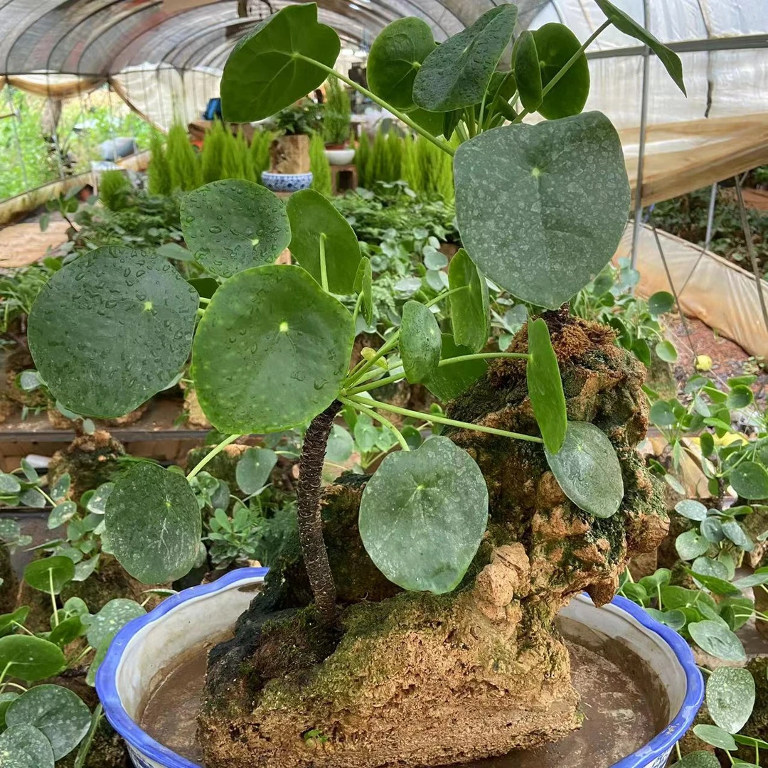 【镜面草】一物一拍专用链接 室内好养