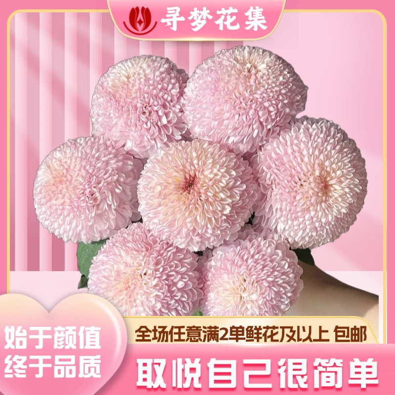 【乒乓菊】清新可爱乒乓菊 全场1单普通包邮 2单发顺丰京东冷链空运