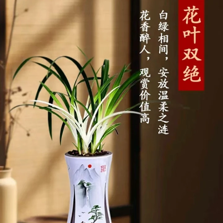 白玉凤建兰花艺双全兰花苗