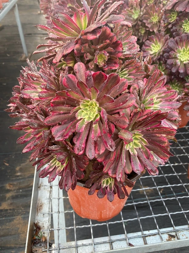 精品多肉法师植物