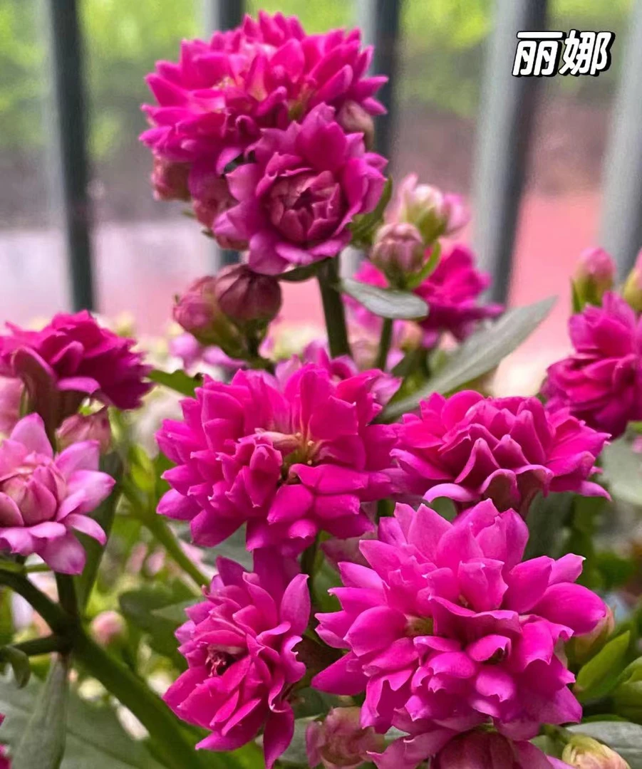 【魅影福利】丽娜精品超大花重瓣长寿花大花（零度以下必须拍保温）