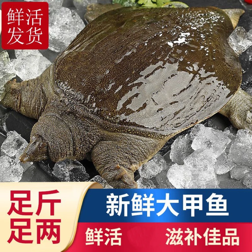 【江西南丰】老母甲鱼放养青黄背鲜活王八活体团鱼老鳖水鱼农村甲鱼