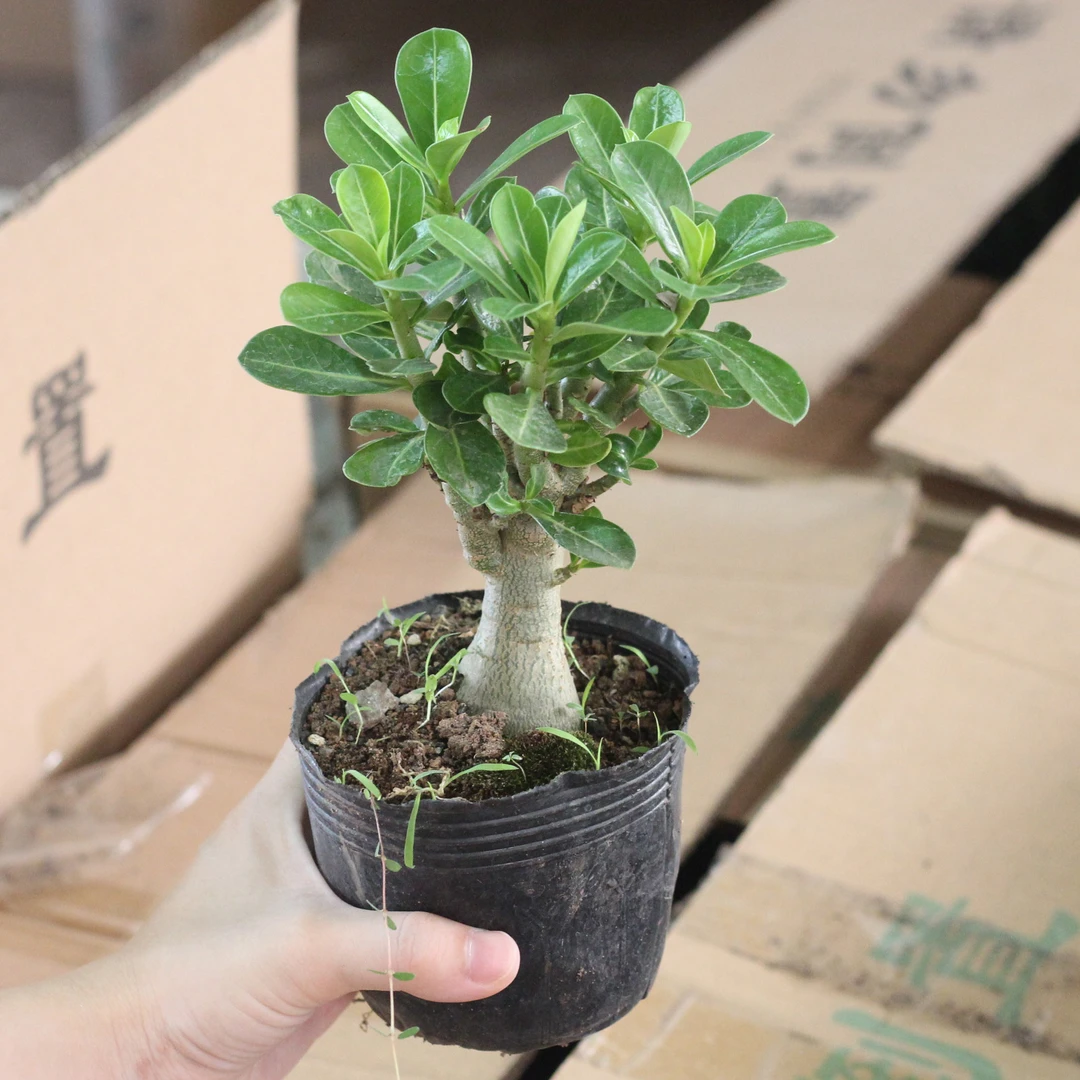 沙漠玫瑰12-16CM高度  中苗（满18包邮）