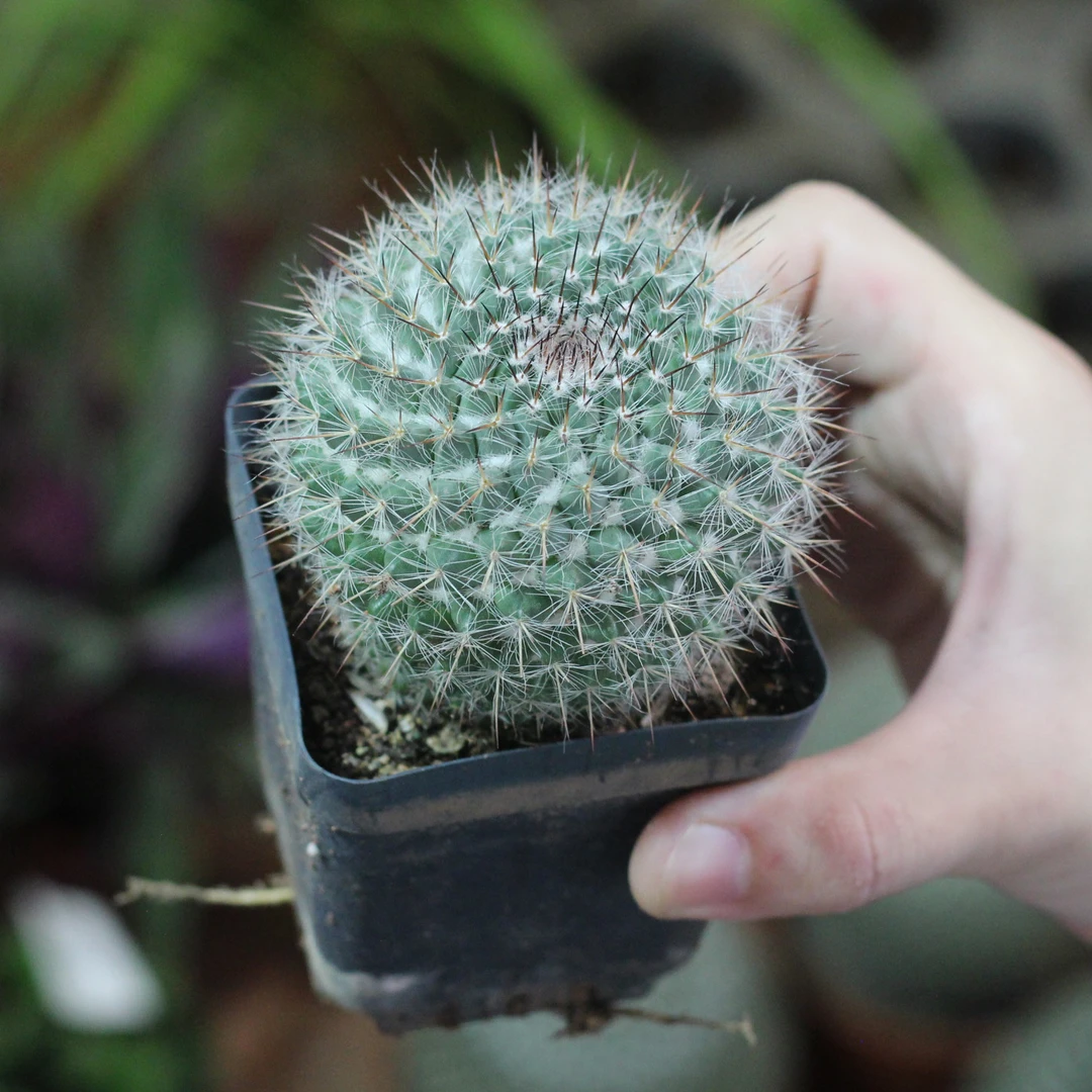 玉翁仙人球  5-8CM 中号（满18包邮）