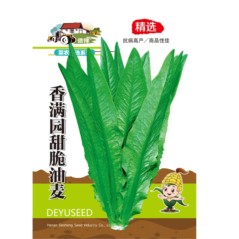 香满园甜脆油麦菜种子新型品种耐高温催芽反季节育苗优质蔬菜种子