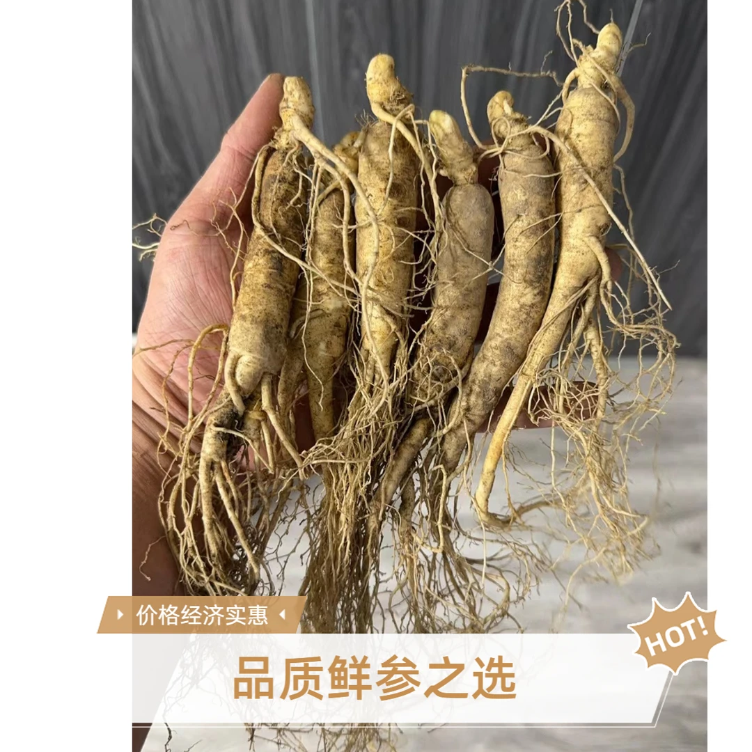 正宗长白山鲜人参半斤 现挖现卖 源头产地直发 （小吃货）