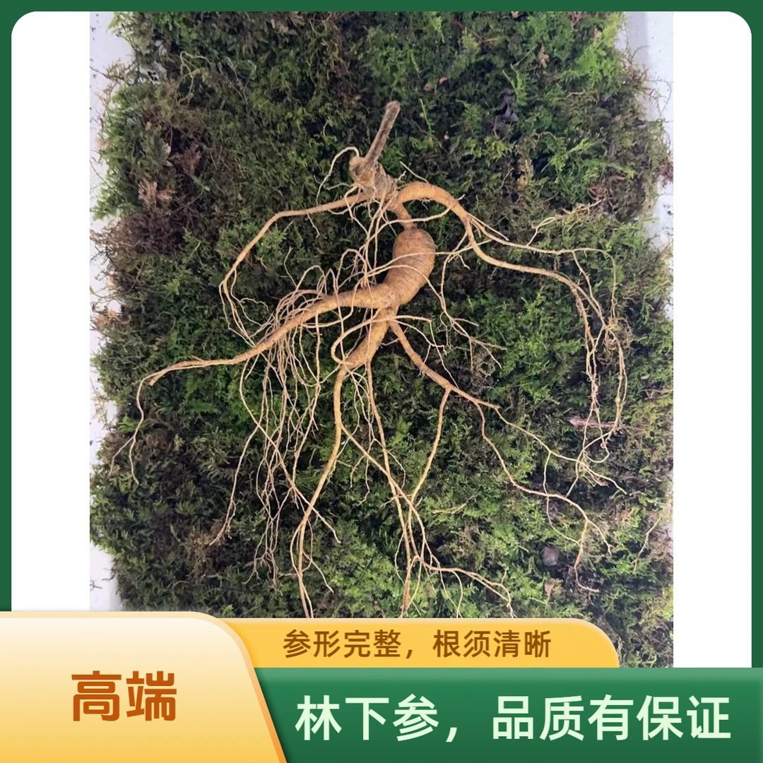 长白山正宗林下参原产地直发