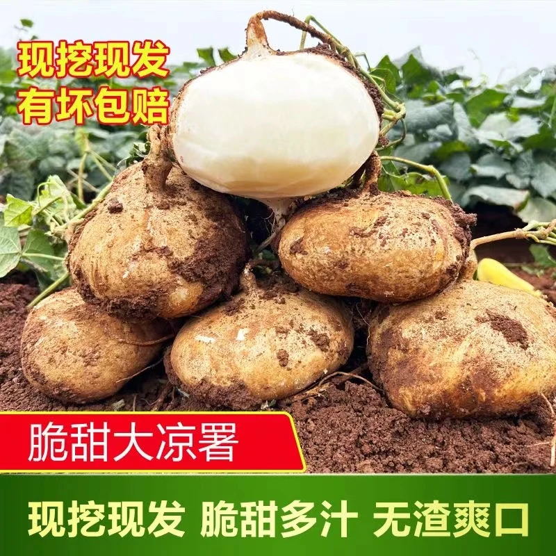 (顺丰包邮)贵州农家自种新鲜挖现发地萝卜凉薯白地瓜