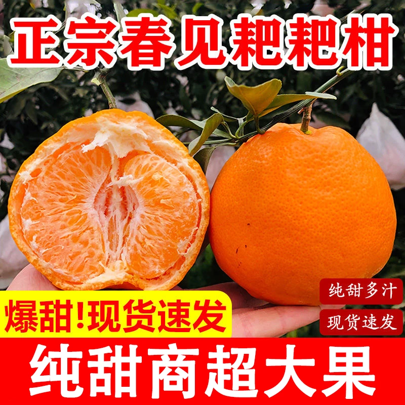 【官方推荐】四川眉山正宗春见耙耙柑孕妇当季新鲜水果丑八怪橘桔子