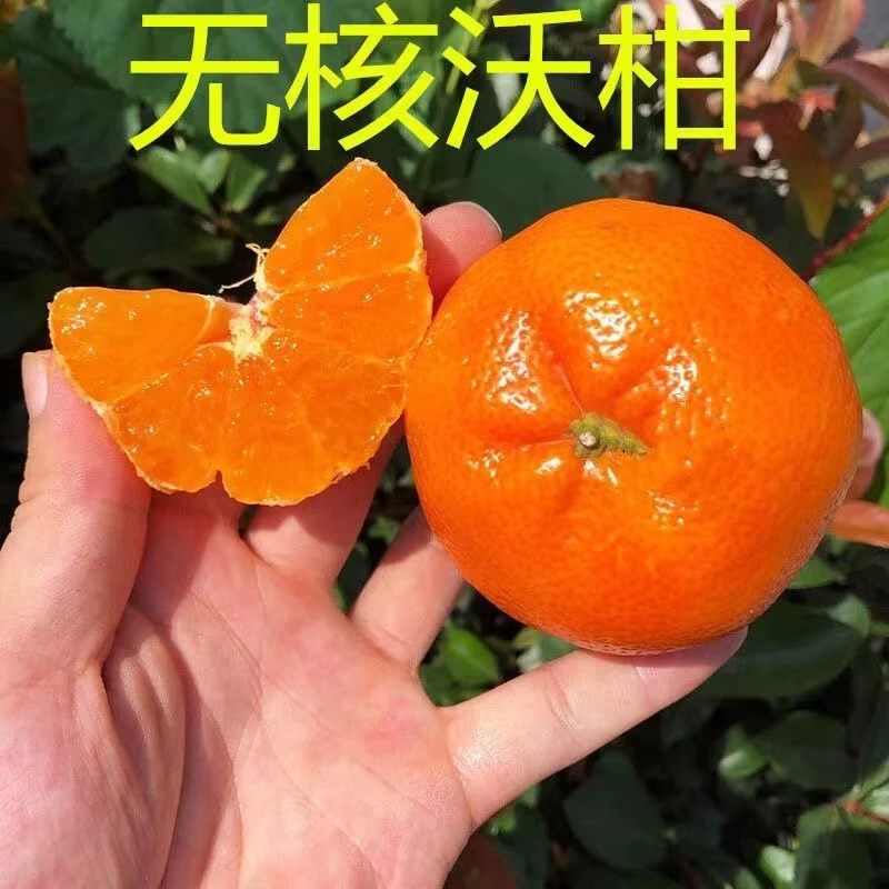 【无核沃柑】正宗嫁接无核沃柑树苗盆栽地栽庭院南北方种植果树苗