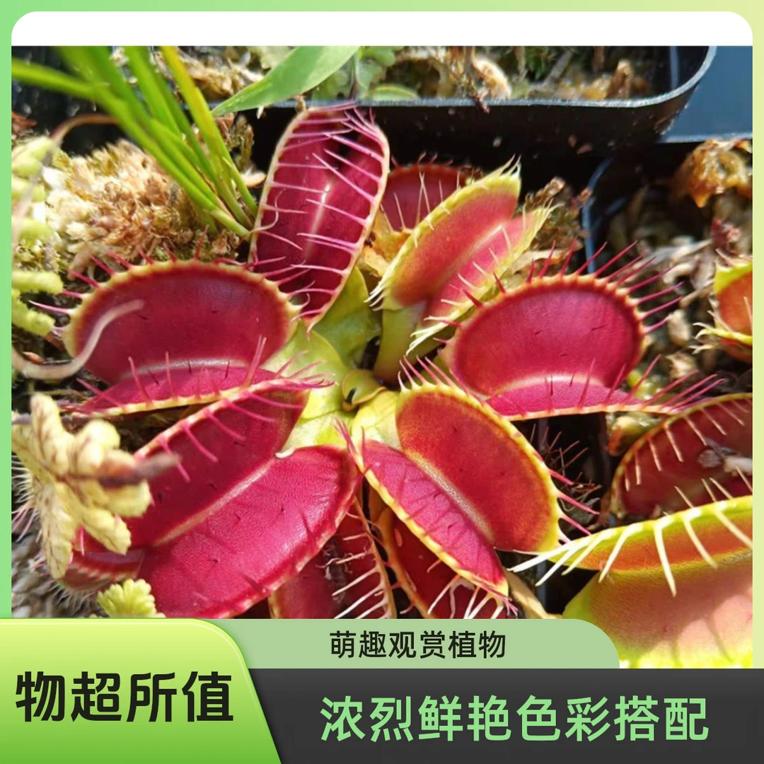 【拍一发二】儿童趣味食虫植物大型捕蝇草盆栽懒人吸水好养桌面绿植